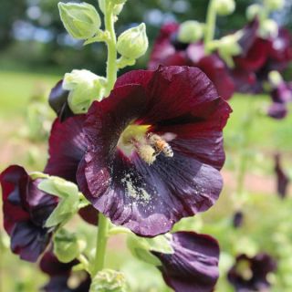 Jet Black Hollyhock Thumbnail